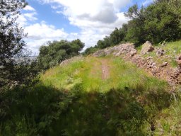 Flora del Cerro Masatrigo